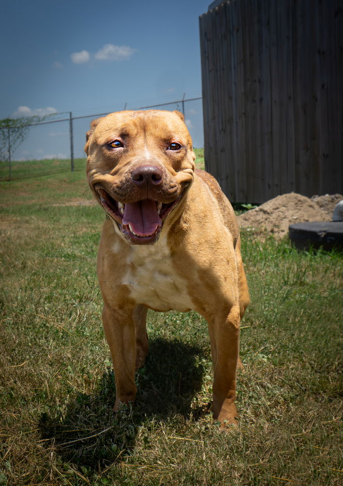 adoptable Dog in Abbeville, LA named Leah