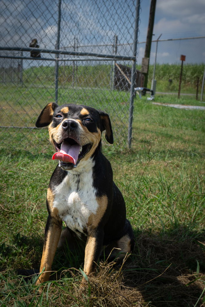 adoptable Dog in Abbeville, LA named Gwen