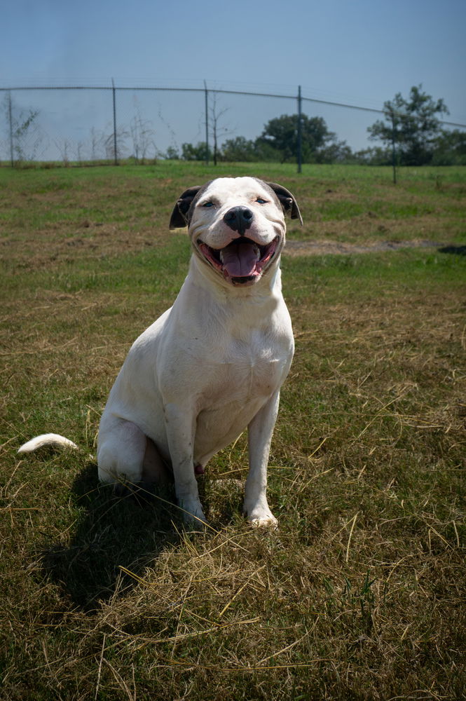 adoptable Dog in Abbeville, LA named Gary