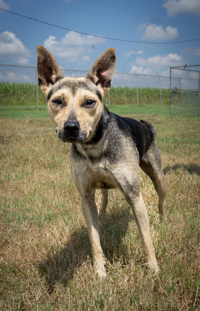 adoptable Dog in Abbeville, LA named Jason