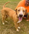 adoptable Dog in Abbeville, LA named Charles