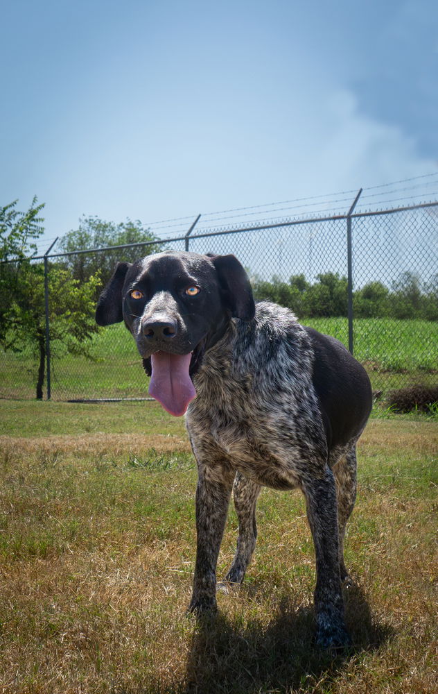 adoptable Dog in Abbeville, LA named Steve