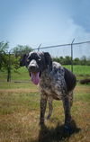 adoptable Dog in Abbeville, LA named Steve