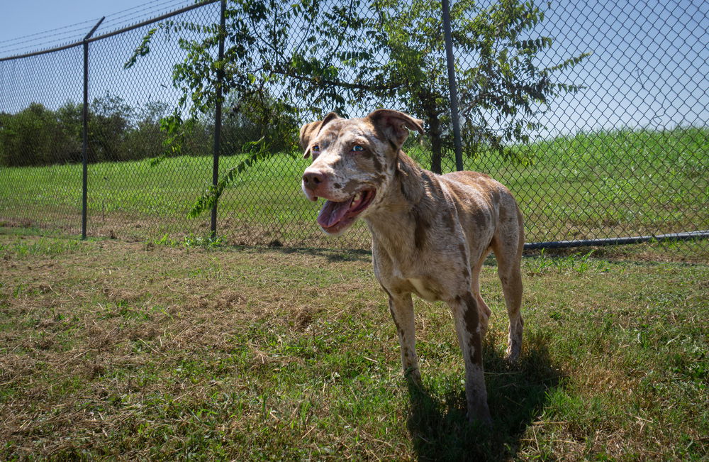 adoptable Dog in Abbeville, LA named Pepper