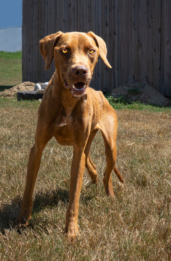 adoptable Dog in Abbeville, LA named Arroe