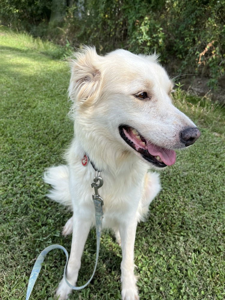 adoptable Dog in Abbeville, LA named Willa Dee