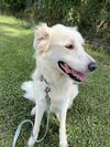 adoptable Dog in Abbeville, LA named Willa Dee