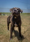 adoptable Dog in  named Homer