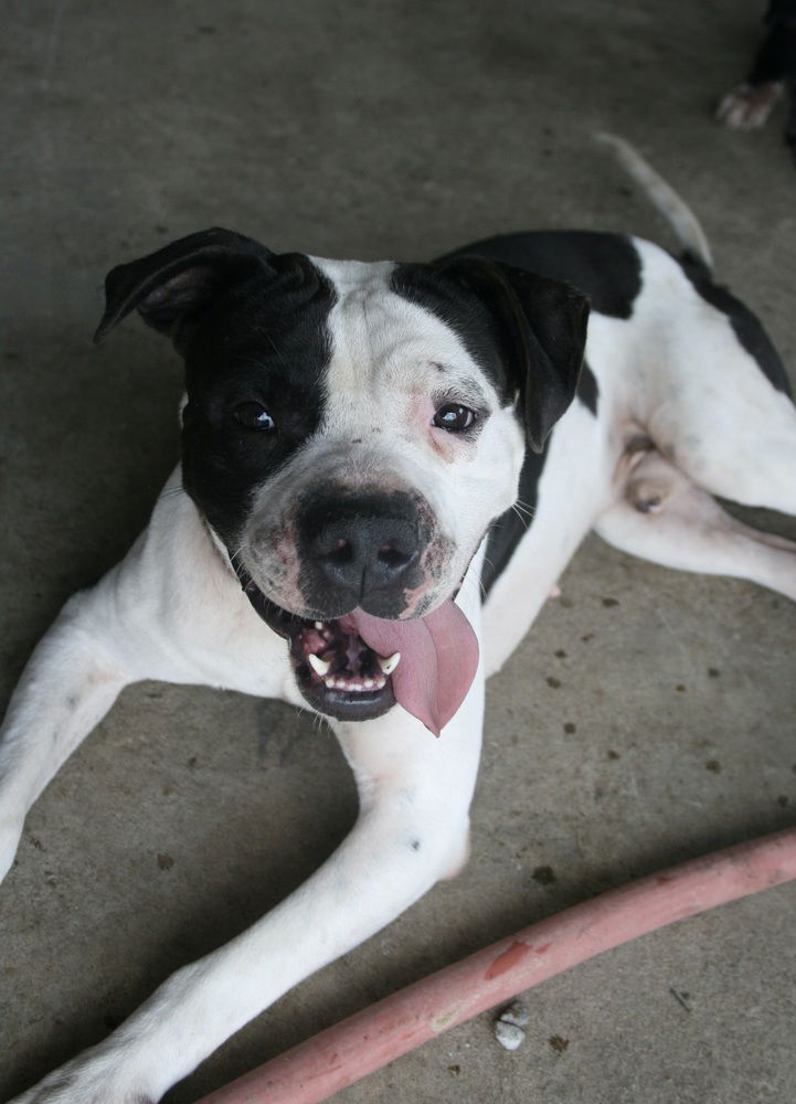 adoptable Dog in Abbeville, LA named Bart