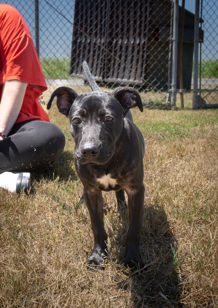 adoptable Dog in Abbeville, LA named Paris