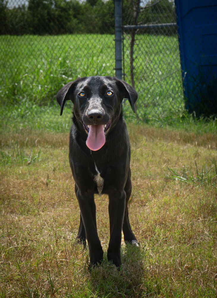 adoptable Dog in Abbeville, LA named Prissy