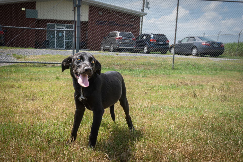 adoptable Dog in Abbeville, LA named Polly