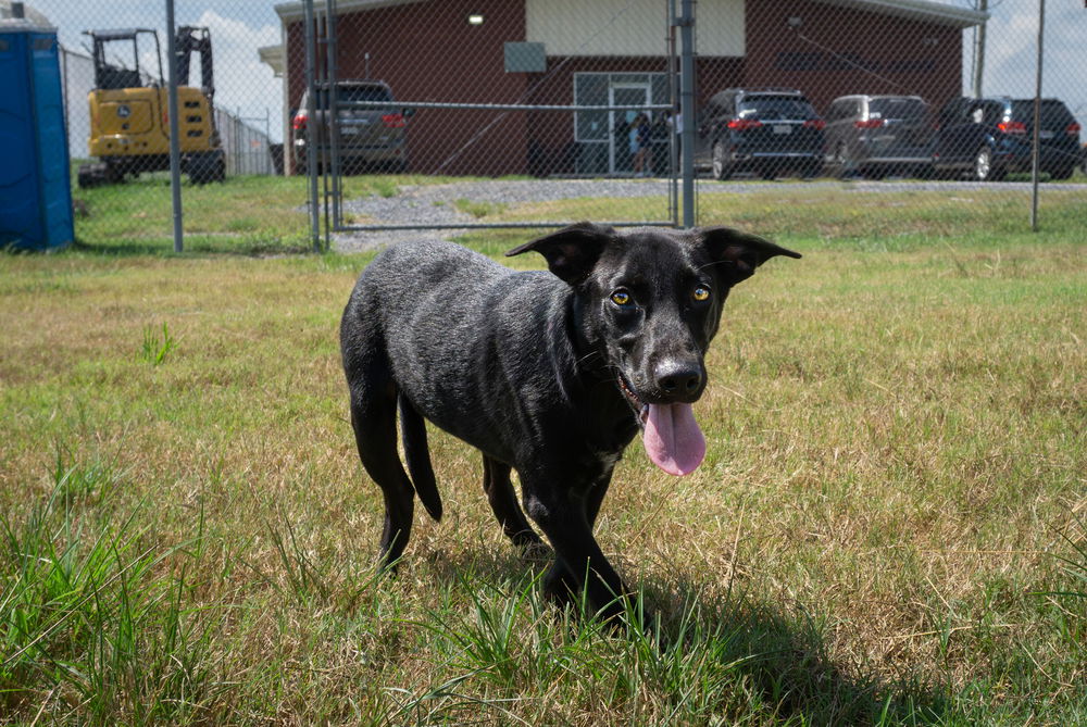 adoptable Dog in Abbeville, LA named Pauly