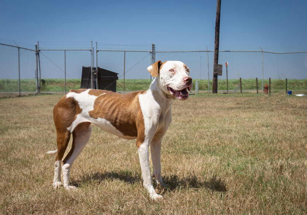 adoptable Dog in Abbeville, LA named Empires