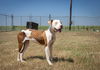 adoptable Dog in , LA named Empires