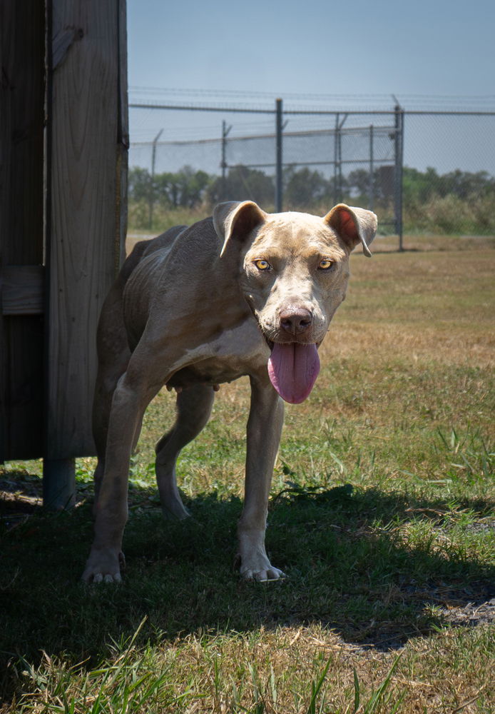 adoptable Dog in Abbeville, LA named Diva Lynn