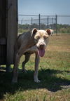 adoptable Dog in  named Diva Lynn