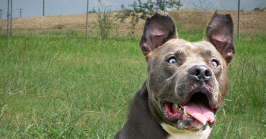 adoptable Dog in Abbeville, LA named Scarface