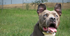 adoptable Dog in  named Scarface