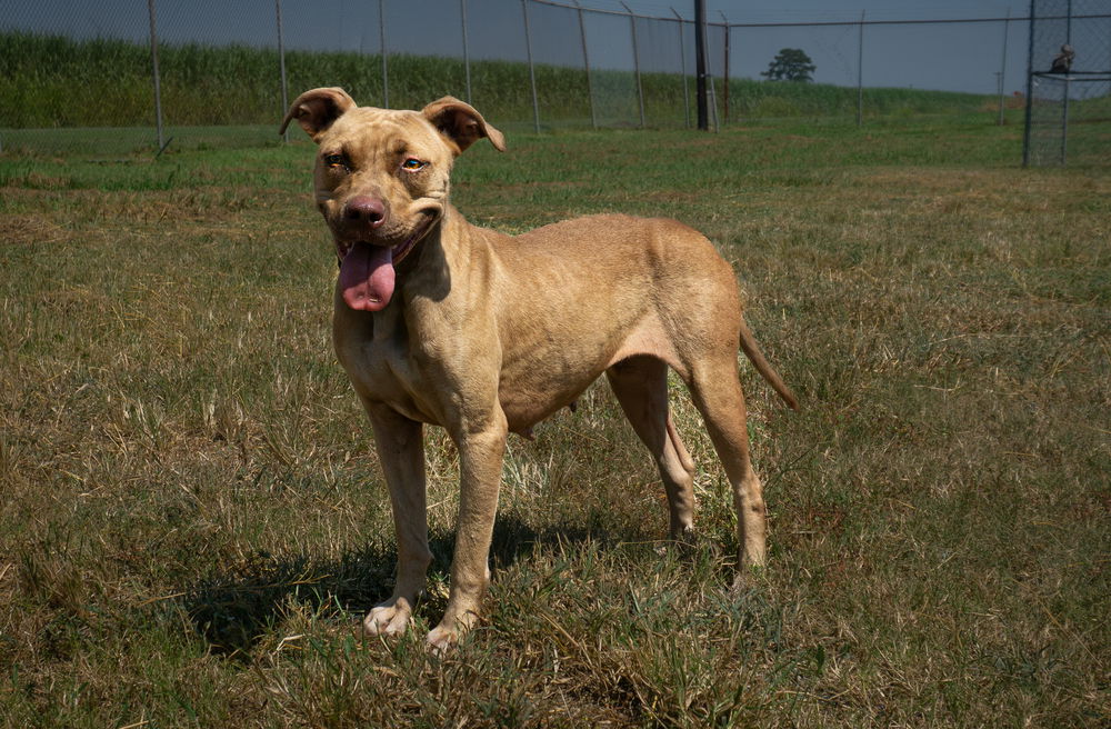 adoptable Dog in Abbeville, LA named Chloe