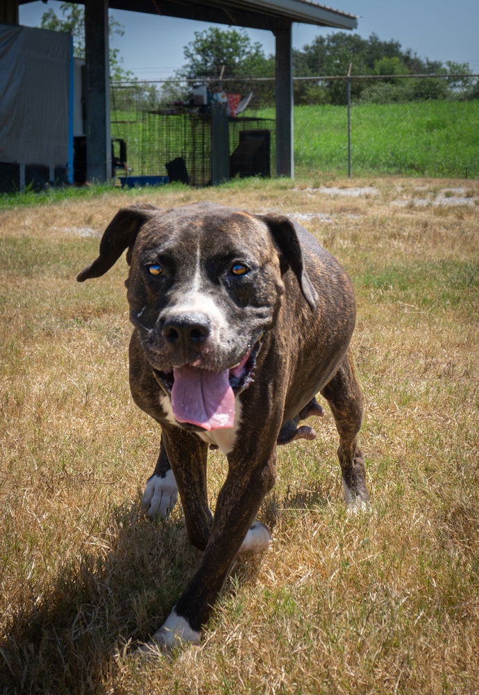 adoptable Dog in Abbeville, LA named Queenie