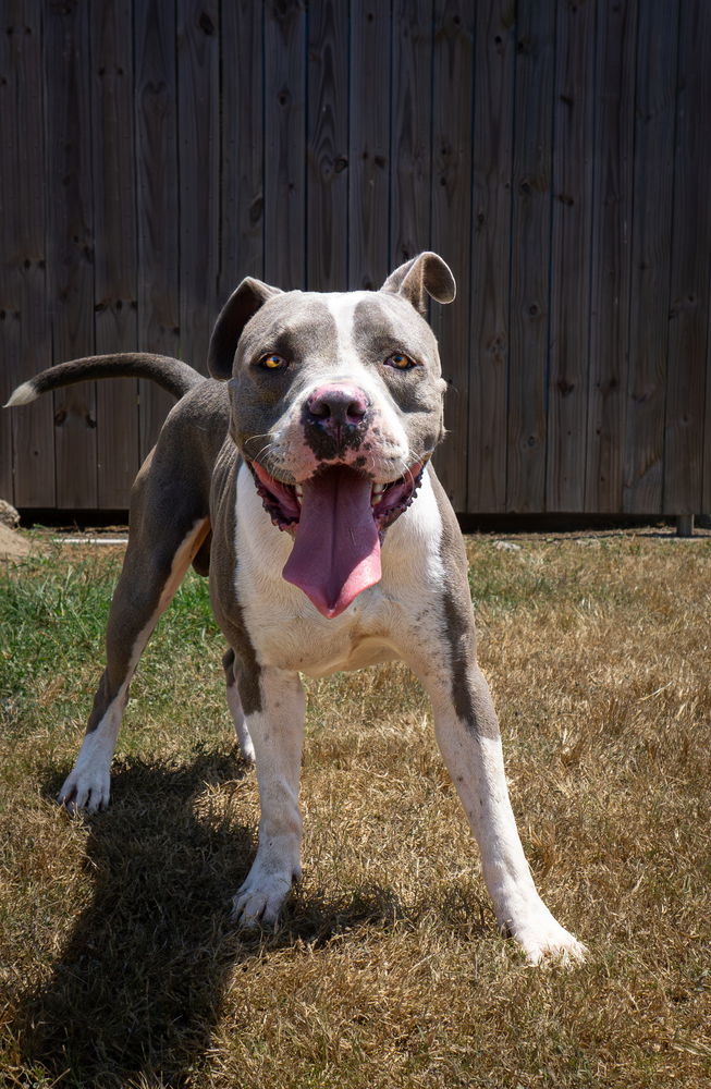 adoptable Dog in Abbeville, LA named Lester