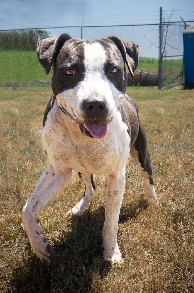 adoptable Dog in Abbeville, LA named Buck