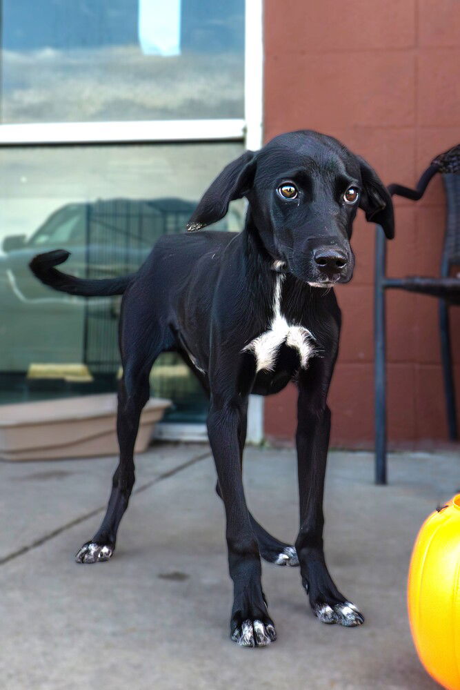 adoptable Dog in Abbeville, LA named Stoney