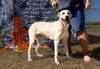 adoptable Dog in abbeville, LA named Claire