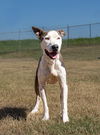 adoptable Dog in  named Roger