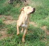 adoptable Dog in  named Grace