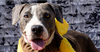 adoptable Dog in  named Gabriel