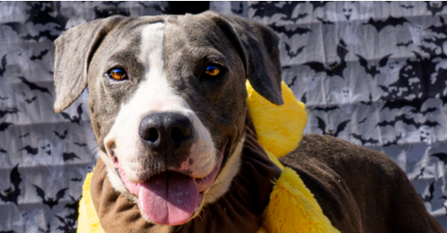 picture of the dog needing adoption