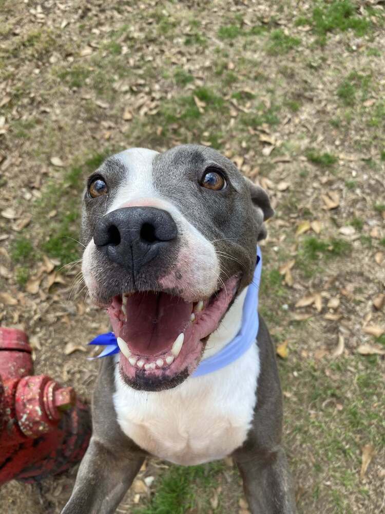 Gabriel