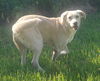 adoptable Dog in  named Sydney