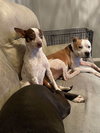 Maybelle - Photo 2