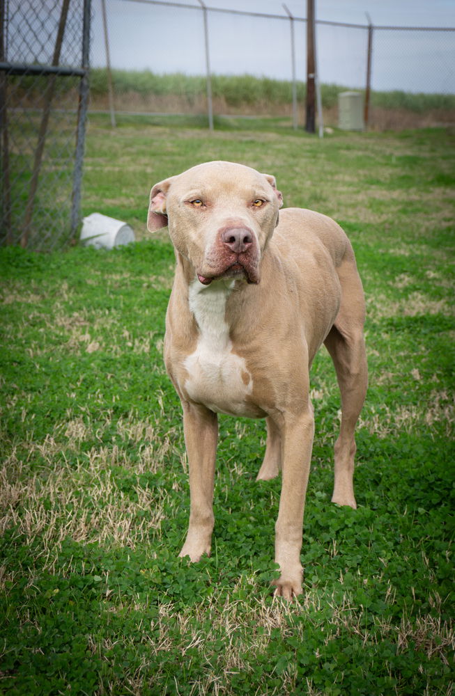 adoptable Dog in Abbeville, LA named Rambo