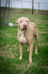 adoptable Dog in  named Rambo