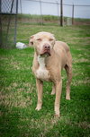 Rambo - Photo 1