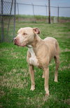 Rambo - Photo 3
