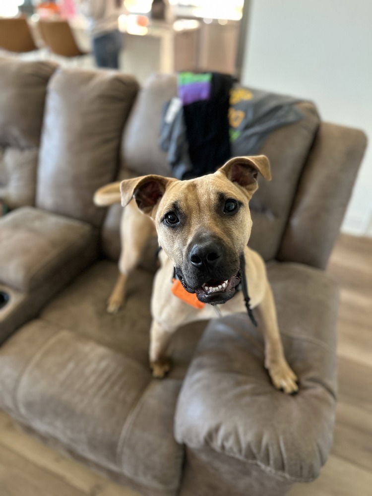 adoptable Dog in Abbeville, LA named Isaac