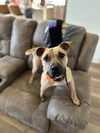 adoptable Dog in abbeville, LA named Isaac