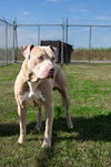 adoptable Dog in abbeville, LA named Cane