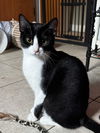 adoptable Cat in abbeville, LA named pecan