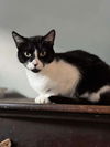 adoptable Cat in abbeville, LA named Heidi