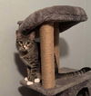 adoptable Cat in  named walnut