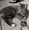 adoptable Cat in  named Peanut