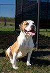 adoptable Dog in  named Zack