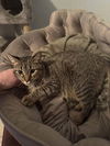 adoptable Cat in abbeville, LA named pistachio