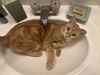 adoptable Cat in Abbeville, LA named abby